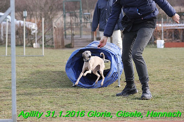 Agiity 31.1.2016 Gloria, Gisele, Hannach (1)