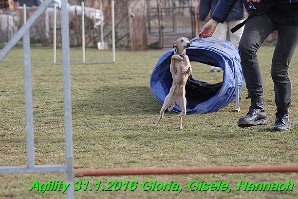 Agiity 31.1.2016 Gloria, Gisele, Hannach (2)