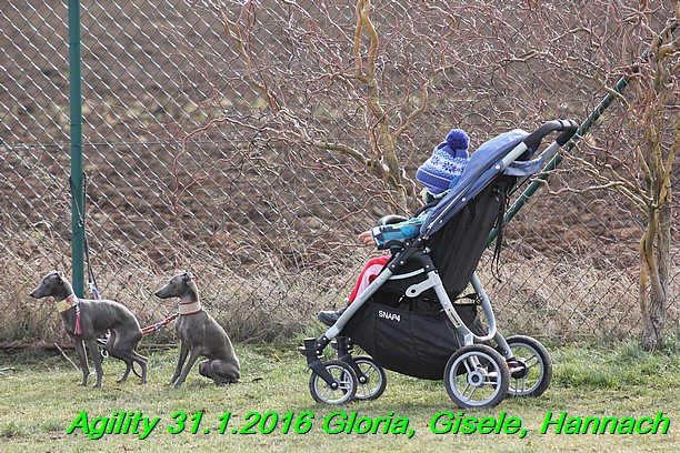 Agiity 31.1.2016 Gloria, Gisele, Hannach (6)