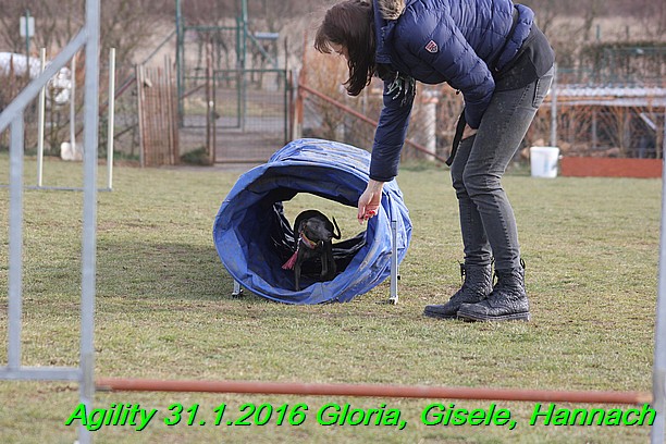 Agiity 31.1.2016 Gloria, Gisele, Hannach (18)