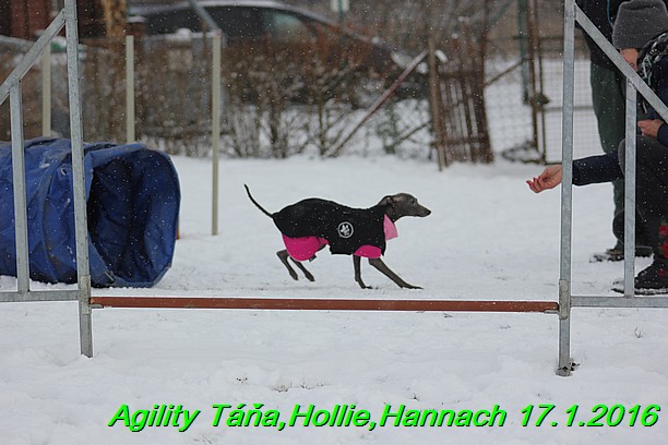 Agility Tana, Hollie,Hannach 17.1.2016 (22)
