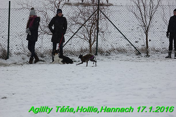 Agility Tana, Hollie,Hannach 17.1.2016 (29)