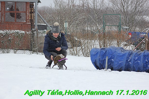 Agility Tana, Hollie,Hannach 17.1.2016 (31)