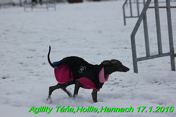 Agility Tana, Hollie,Hannach 17.1.2016 (64)