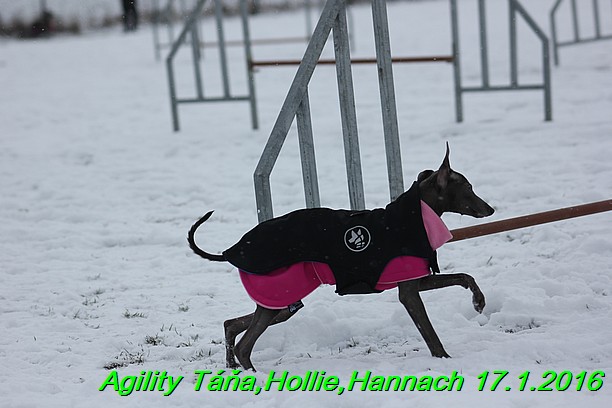 Agility Tana, Hollie,Hannach 17.1.2016 (68)