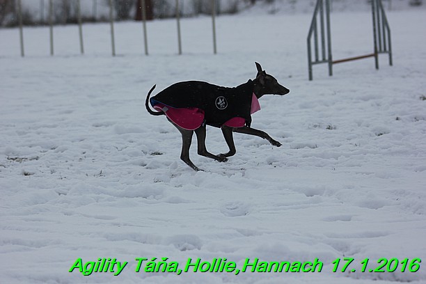 Agility Tana, Hollie,Hannach 17.1.2016 (73)