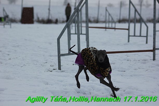 Agility Tana, Hollie,Hannach 17.1.2016 (82)