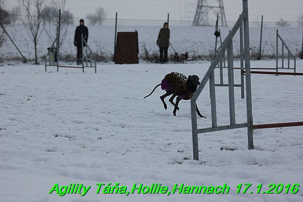 Agility Tana, Hollie,Hannach 17.1.2016 (85)