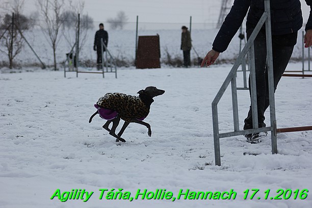 Agility Tana, Hollie,Hannach 17.1.2016 (87)