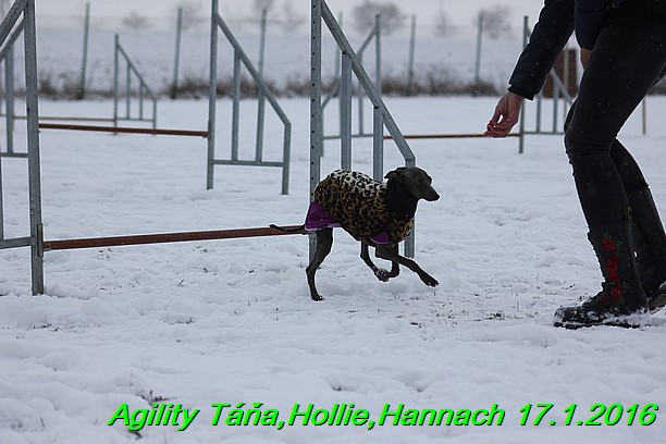 Agility Tana, Hollie,Hannach 17.1.2016 (88)