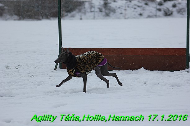 Agility Tana, Hollie,Hannach 17.1.2016 (95)