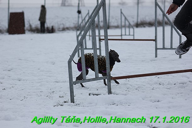 Agility Tana, Hollie,Hannach 17.1.2016 (99)