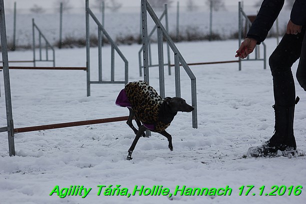 Agility Tana, Hollie,Hannach 17.1.2016 (101)