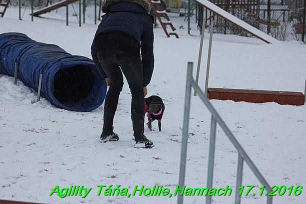 Agility Tana, Hollie,Hannach 17.1.2016 (141)