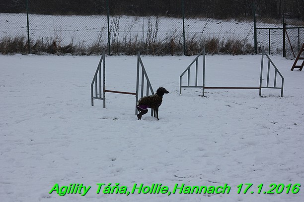 Agility Tana, Hollie,Hannach 17.1.2016 (144)