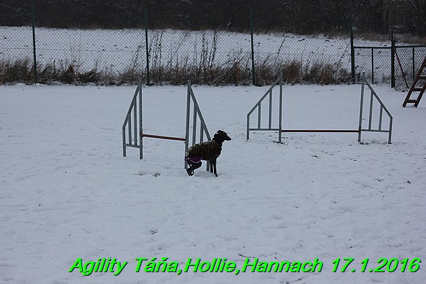 Agility Tana, Hollie,Hannach 17.1.2016 (145)
