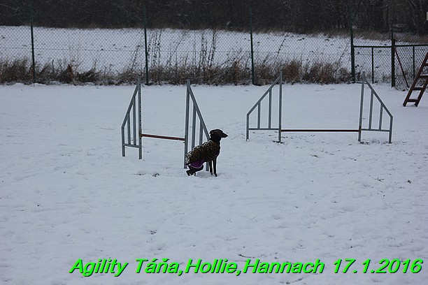 Agility Tana, Hollie,Hannach 17.1.2016 (146)