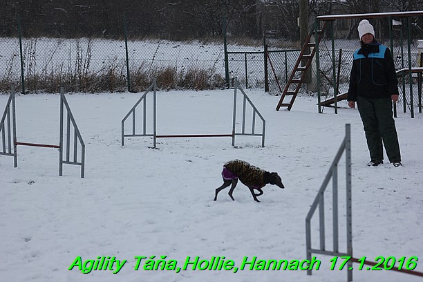 Agility Tana, Hollie,Hannach 17.1.2016 (147)