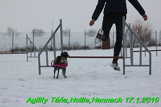 Agility Tana, Hollie,Hannach 17.1.2016 (40)