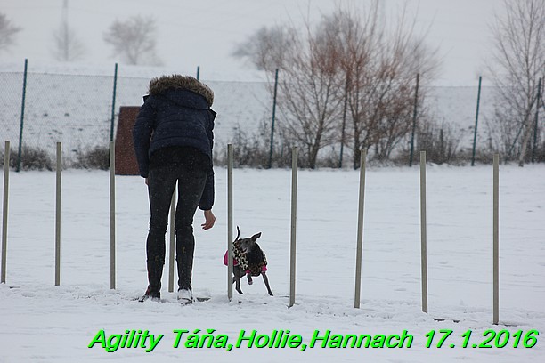 Agility Tana, Hollie,Hannach 17.1.2016 (48)