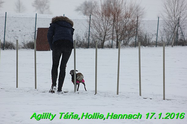 Agility Tana, Hollie,Hannach 17.1.2016 (49)
