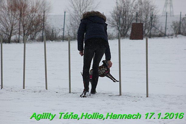 Agility Tana, Hollie,Hannach 17.1.2016 (54)