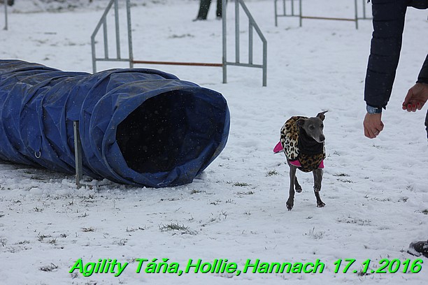 Agility Tana, Hollie,Hannach 17.1.2016 (120)