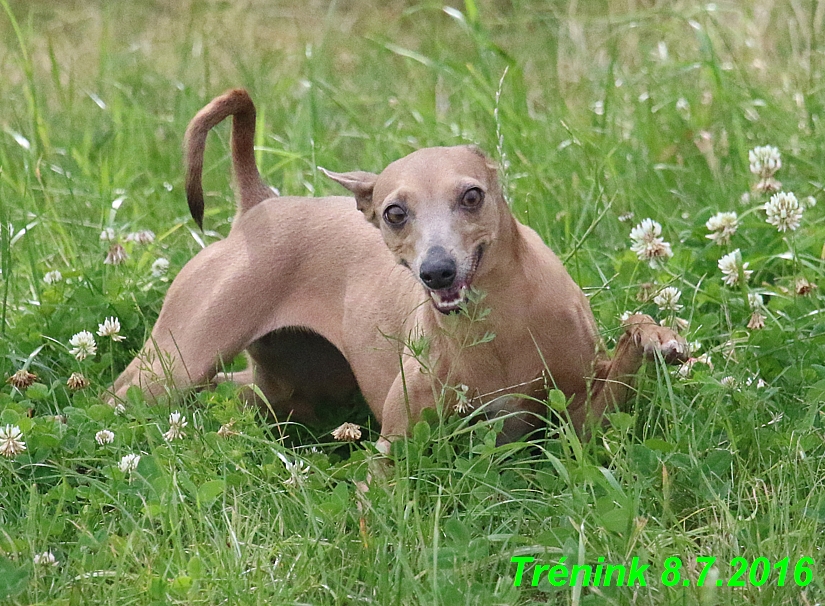 Náš trénink 8.7.2016 Všechny feny, Bertrando,Jesika,Kash (13)