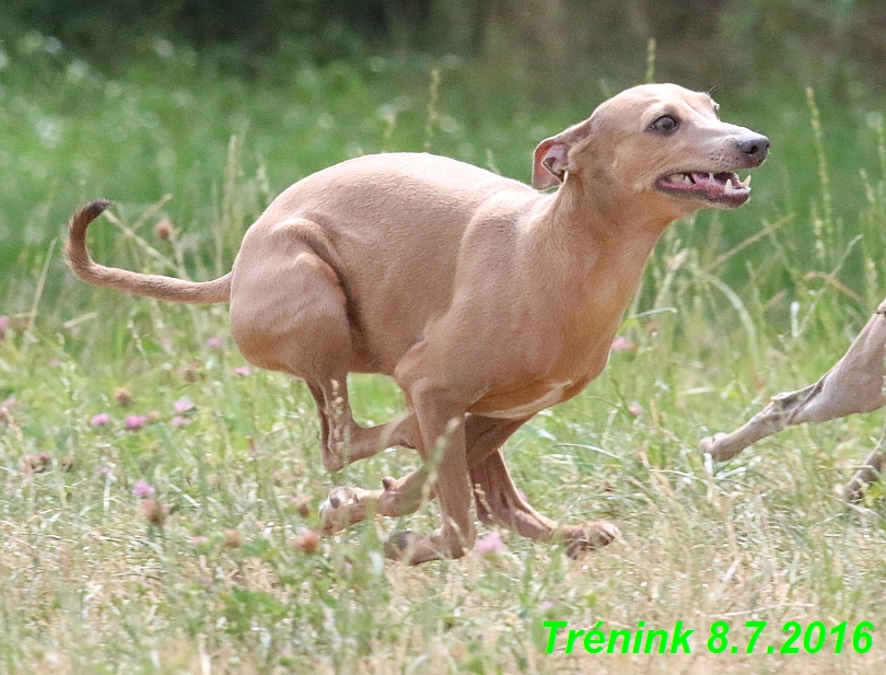 Náš trénink 8.7.2016 Všechny feny, Bertrando,Jesika,Kash (29)