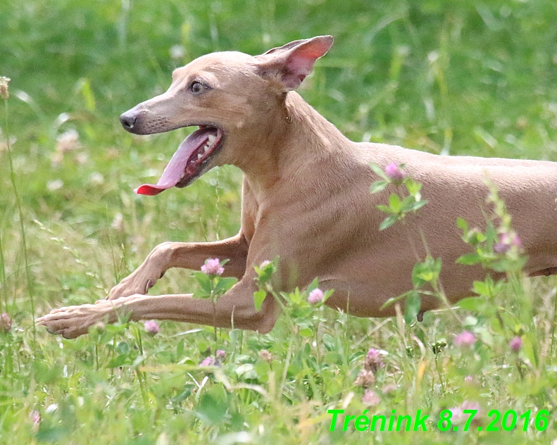 Náš trénink 8.7.2016 Všechny feny, Bertrando,Jesika,Kash (35)