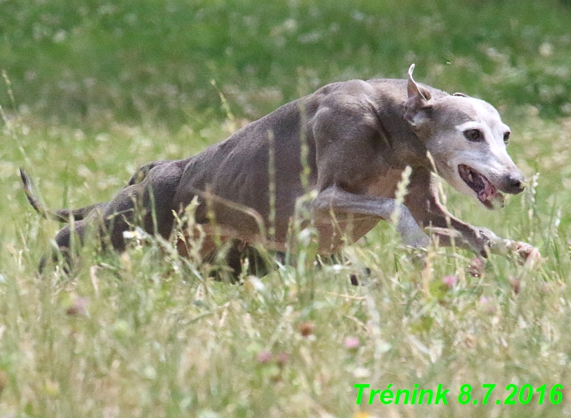 Náš trénink 8.7.2016 Všechny feny, Bertrando,Jesika,Kash (181)