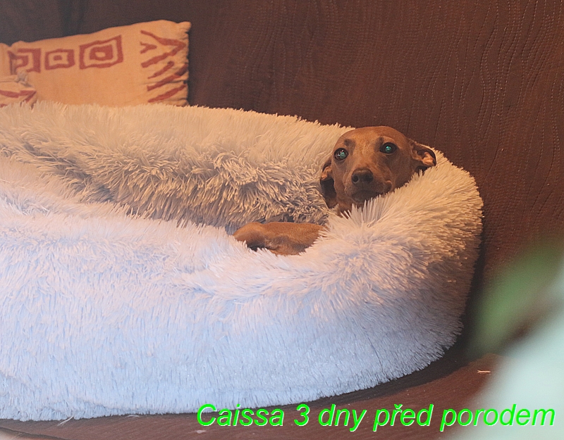 Caissa Feritte Bugsy tři dny před porodem svého prvního vrhu (16)