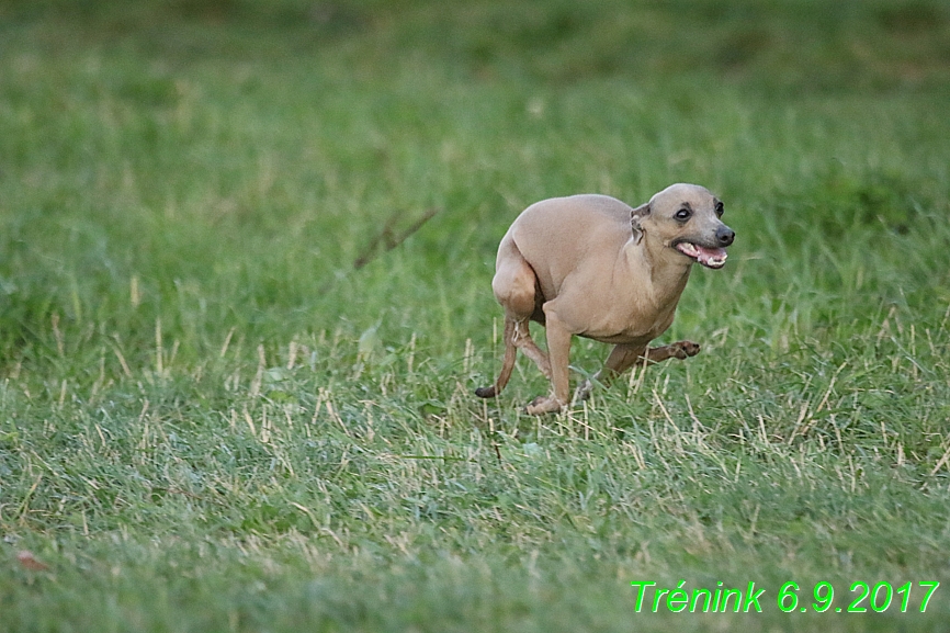 Trénink 6.9.2017 (69)