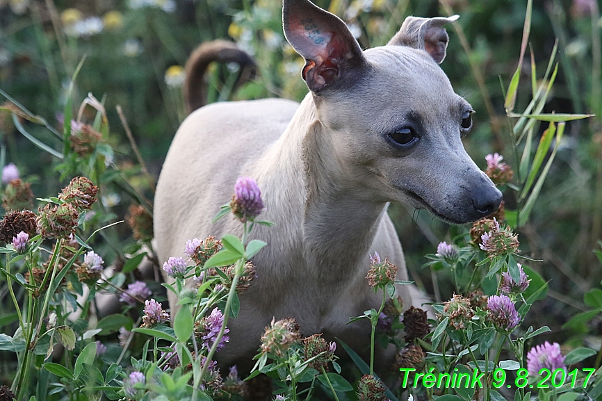 Trénink 9.8.2017 (159)