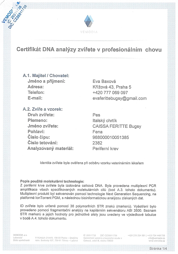 Caissa Feritte Bugsy DNA certifikat CZ