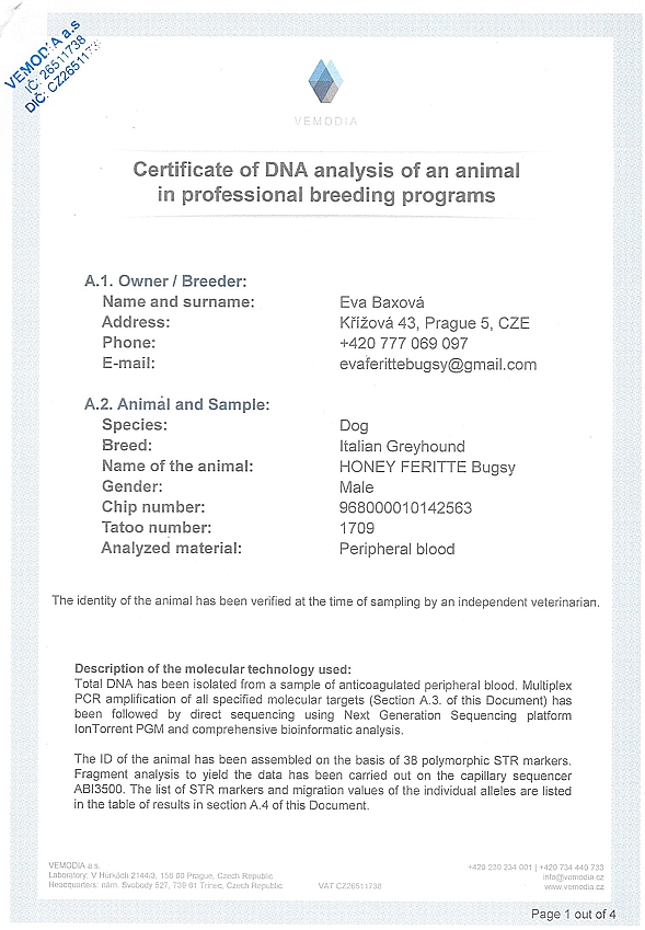 Honey Feritte Bugsy DNA certifikat CZ
