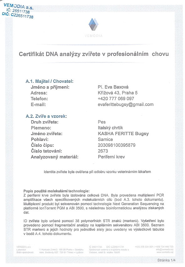 Kasha Feritte Bugsy DNA certifikat CZ