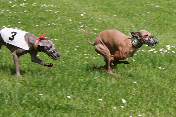 Ceysse Bugsy and Divinity Bugsy, race training 01.jpg