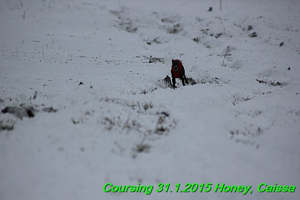 Coursing Hrdonov 31.1.2015 (160)