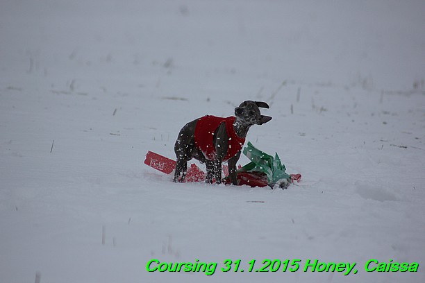 Coursing Hrdonov 31.1.2015 (166)