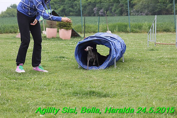 Agility 24.5.2015 Sisi, Bella, Haralda (1)