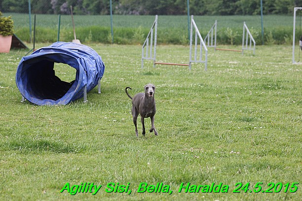 Agility 24.5.2015 Sisi, Bella, Haralda (2)