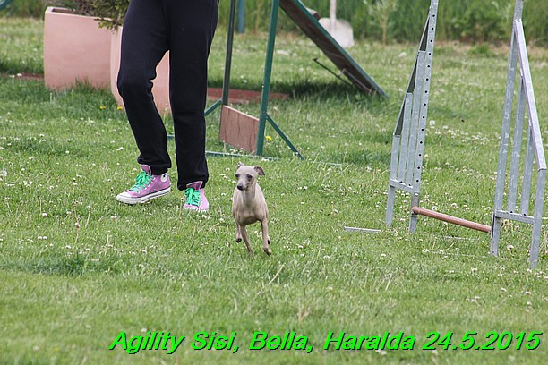 Agility 24.5.2015 Sisi, Bella, Haralda (10)