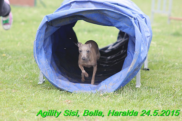 Agility 24.5.2015 Sisi, Bella, Haralda (13)