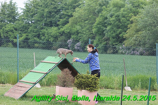 Agility 24.5.2015 Sisi, Bella, Haralda (30)