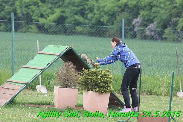 Agility 24.5.2015 Sisi, Bella, Haralda (46)