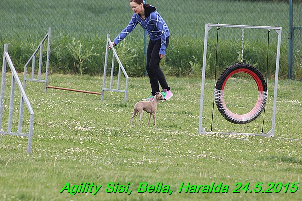 Agility 24.5.2015 Sisi, Bella, Haralda (49)