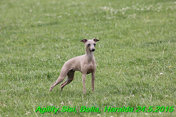 Agility 24.5.2015 Sisi, Bella, Haralda (61)