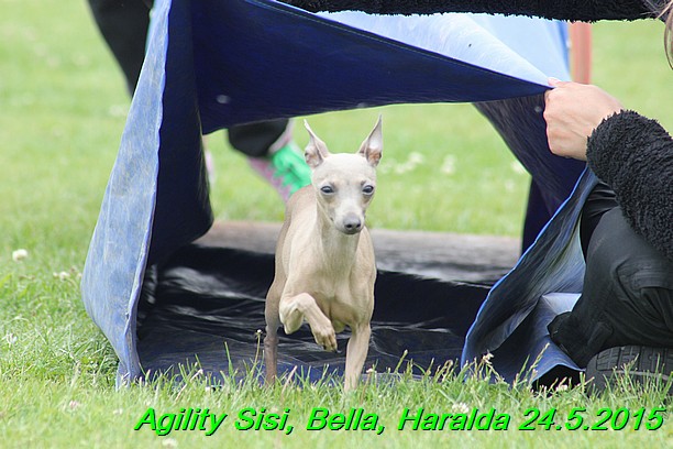 Agility 24.5.2015 Sisi, Bella, Haralda (71)