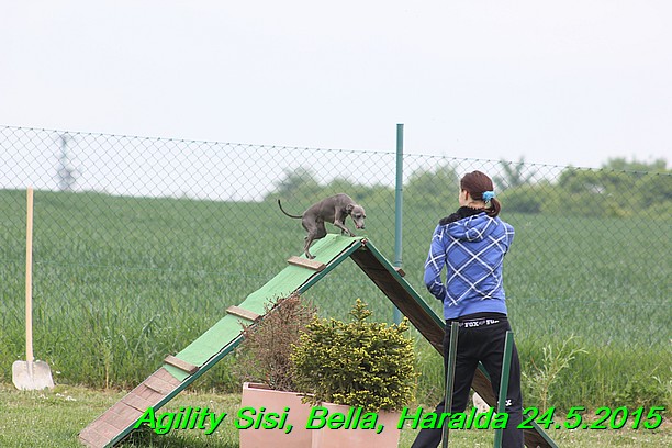 Agility 24.5.2015 Sisi, Bella, Haralda (75)